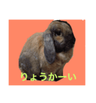 今日も元気なうさぎライフ（個別スタンプ：2）