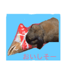 今日も元気なうさぎライフ（個別スタンプ：3）