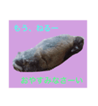 今日も元気なうさぎライフ（個別スタンプ：5）