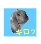 今日も元気なうさぎライフ（個別スタンプ：7）