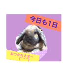 今日も元気なうさぎライフ（個別スタンプ：8）