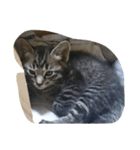k.Tabby（個別スタンプ：1）