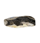 k.Tabby（個別スタンプ：2）