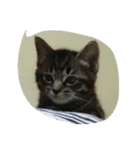 k.Tabby（個別スタンプ：3）