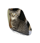 k.Tabby（個別スタンプ：4）