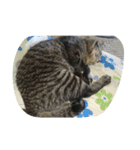 k.Tabby（個別スタンプ：6）