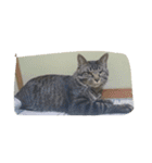 k.Tabby（個別スタンプ：8）