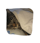 k.Tabby（個別スタンプ：9）
