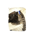 k.Tabby（個別スタンプ：10）
