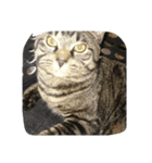 k.Tabby（個別スタンプ：11）
