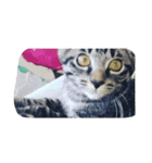 k.Tabby（個別スタンプ：12）