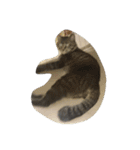 k.Tabby（個別スタンプ：13）