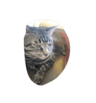 k.Tabby（個別スタンプ：14）