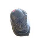 k.Tabby（個別スタンプ：16）