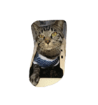 k.Tabby（個別スタンプ：17）