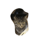 k.Tabby（個別スタンプ：23）