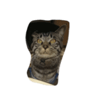 k.Tabby（個別スタンプ：24）