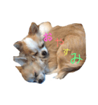 チワワのタロボブ（個別スタンプ：2）