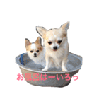 チワワのタロボブ（個別スタンプ：3）