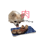 チワワのタロボブ（個別スタンプ：8）