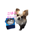 チワワのタロボブ（個別スタンプ：9）