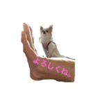 チワワのタロボブ（個別スタンプ：14）