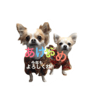 チワワのタロボブ（個別スタンプ：15）