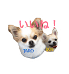 チワワのタロボブ（個別スタンプ：16）