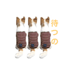 チワワのタロボブ（個別スタンプ：22）