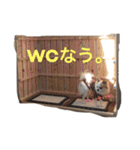 チワワのタロボブ（個別スタンプ：30）