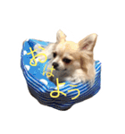 チワワのタロボブ（個別スタンプ：32）