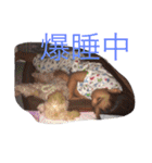 はらへりきち（個別スタンプ：8）