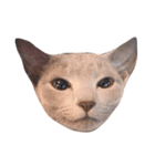 猫のアレックスとペルル（個別スタンプ：1）