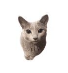 猫のアレックスとペルル（個別スタンプ：2）
