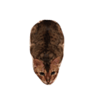 猫のアレックスとペルル（個別スタンプ：3）