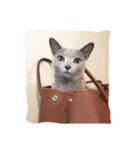 猫のアレックスとペルル（個別スタンプ：4）