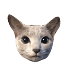 猫のアレックスとペルル（個別スタンプ：5）