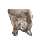 猫のアレックスとペルル（個別スタンプ：6）