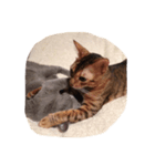 猫のアレックスとペルル（個別スタンプ：7）