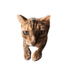 猫のアレックスとペルル（個別スタンプ：8）