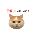 猫のビンタン（個別スタンプ：1）