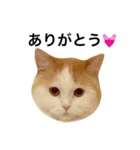猫のビンタン（個別スタンプ：2）