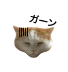 猫のビンタン（個別スタンプ：3）