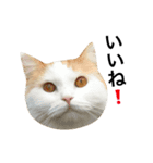猫のビンタン（個別スタンプ：4）