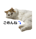 猫のビンタン（個別スタンプ：5）