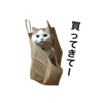 猫のビンタン（個別スタンプ：6）
