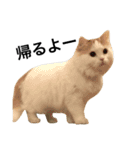 猫のビンタン（個別スタンプ：7）