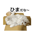猫のビンタン（個別スタンプ：8）