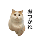 猫のビンタン（個別スタンプ：9）