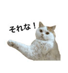 猫のビンタン（個別スタンプ：10）